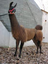 one of our best llamas for sale