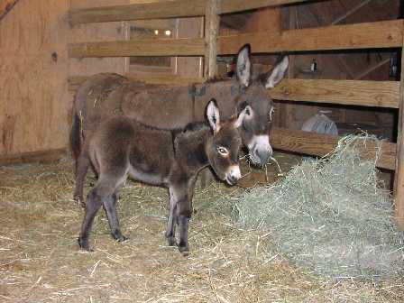 a princess among miniature donkeys