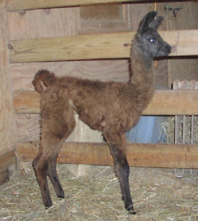 Midori was one of the most awaited births on the farm