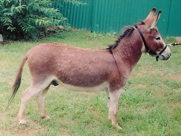 Sicilien bredde rolige Welcome to the Elevenses Miniature Donkeys Herdsire page