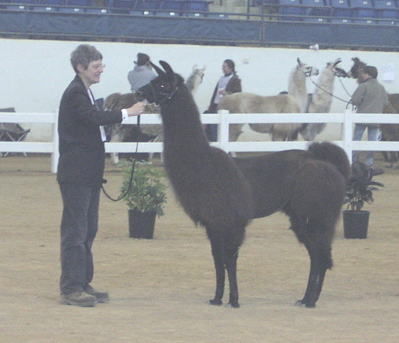 one of our best conformed llamas