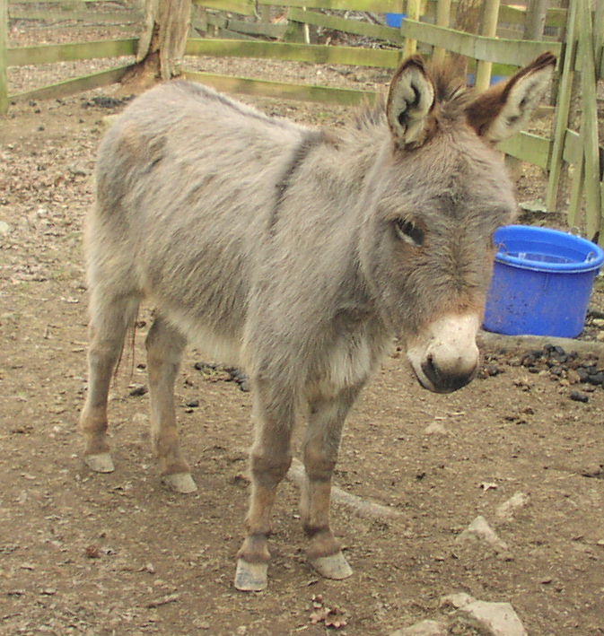 one of the nicest donkeys we could find