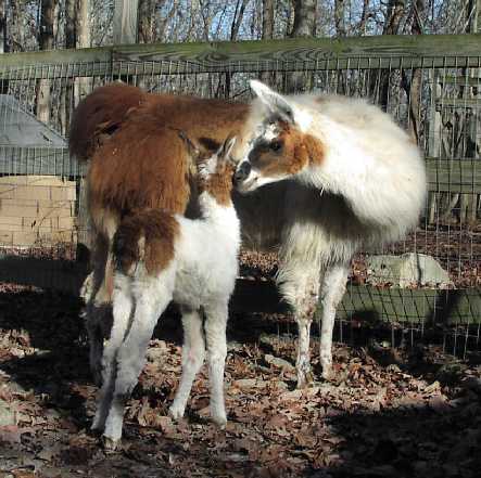 mom and baby nc llamas